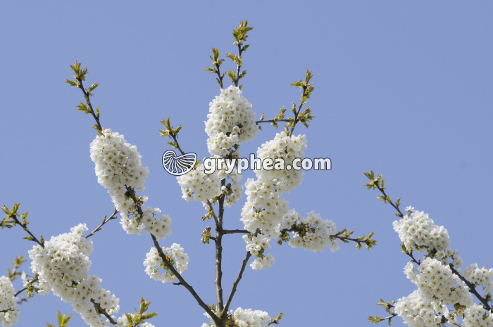 Cerisier (Prunus subg. Cerasus) - rameaux avec fleurs - gryphea.com
